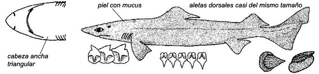 Centrophorus niaukang_02.jpg